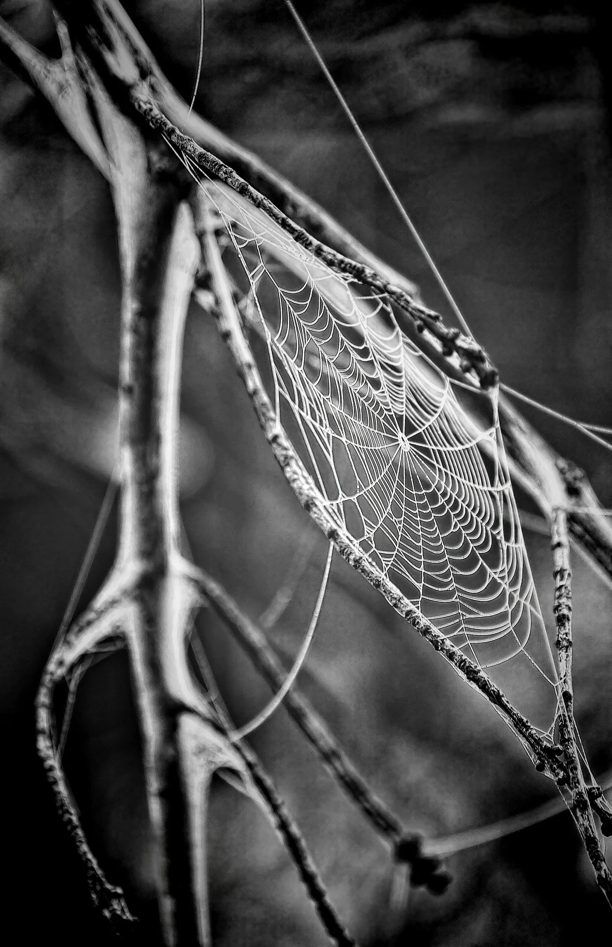 Young Scientist: Creepy Critters